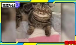 吸咪咪的在線觀看,一場(chǎng)視覺盛宴的在線觀看體驗(yàn)