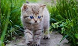 娛樂吃瓜醬貓咪視頻,萌態十足，網友直呼“太可愛了！”