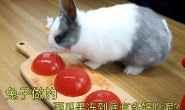 娛樂(lè)吃瓜小兔子小說(shuō),小兔子吃瓜記