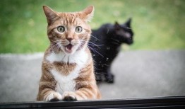 七彩貓吃瓜視頻大全免費觀看,免費觀看視頻大全，笑料橫生，歡樂無限