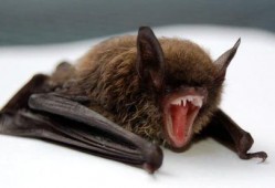 俄羅斯爆料投放蝙蝠視頻,俄羅斯揭露蝙蝠病毒傳播真相