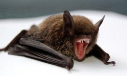 俄羅斯爆料投放蝙蝠視頻,俄羅斯揭露蝙蝠病毒傳播真相