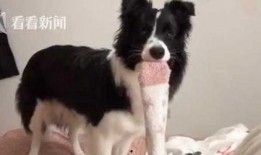 網友爆料邊牧犬的視頻,聰明邊牧犬的日常生活瞬間