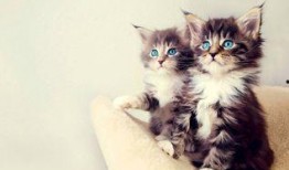 七彩貓吃瓜視頻大全免費觀看,免費觀看視頻大全，笑料橫生，歡樂無限