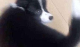 網友爆料邊牧犬的視頻,聰明邊牧犬的日常生活瞬間