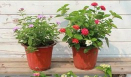 楠哥趣事爆料視頻大全最新