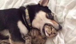 貓咪爆料合集視頻下載大全,萌寵瞬間，歡樂下載大全