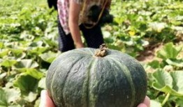 瓜農今日吃瓜網紅黑料,今日吃瓜事件引發熱議