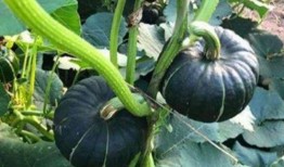 網紅吃瓜金伊娜是誰,瓜界風云人物