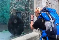 猴哥親戚爆料視頻大全,揭秘猴哥家族背后的故事與趣聞