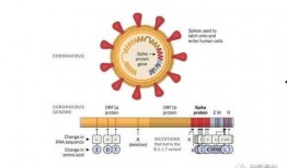 新冠病毒變異最新爆料