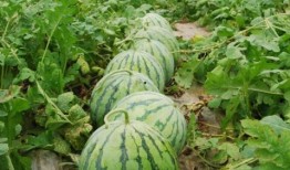 大瓜爆料視頻綠瓜,大瓜爆料視頻背后的真相與內(nèi)幕