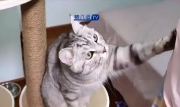 貓咪爆料合集視頻下載大全,萌寵瞬間，歡樂下載大全