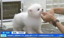 寵物爆料博主視頻在線觀看,視頻背后的真實故事