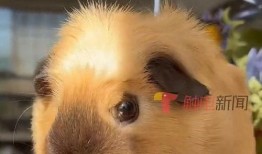 寵物爆料博主視頻在線觀看,視頻背后的真實故事