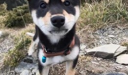 訓犬師爆料糯米視頻,糯米視頻背后的驚人真相