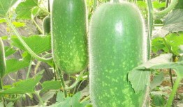 網紅同款吃瓜圖片大全,盤點熱門美食瞬間