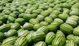 大瓜爆料視頻綠瓜,大瓜爆料視頻背后的真相與內(nèi)幕