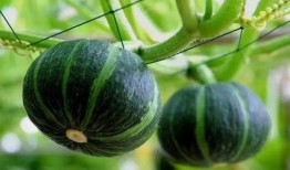 網紅同款吃瓜圖片大全,盤點熱門美食瞬間