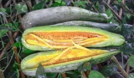 免費吃網(wǎng)紅瓜最新,免費品嘗背后的秘密與誘惑